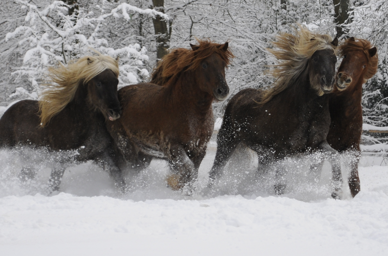 Hengstherde Januar 2010